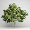 CGAxis Models Volume 15 Exotic Plants - Image 2