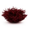 CGAxis Models Volume 19 Garden Plants - Image 4