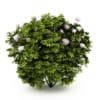 CGAxis Models Volume 19 Garden Plants - Image 5