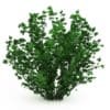 CGAxis Models Volume 19 Garden Plants - Image 6