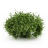 CGAxis Models Volume 19 Garden Plants - Image 7