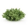 CGAxis Models Volume 19 Garden Plants - Image 8