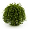 CGAxis Models Volume 19 Garden Plants - Image 9