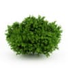 CGAxis Models Volume 19 Garden Plants - Image 11