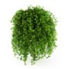 CGAxis Models Volume 19 Garden Plants - Image 16