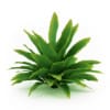 CGAxis Models Volume 19 Garden Plants - Image 18