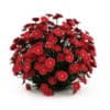 CGAxis Models Volume 19 Garden Plants - Image 19