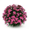 CGAxis Models Volume 19 Garden Plants - Image 20