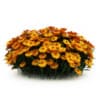 CGAxis Models Volume 19 Garden Plants - Image 21