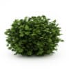 CGAxis Models Volume 19 Garden Plants - Image 24