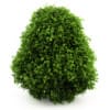 CGAxis Models Volume 19 Garden Plants - Image 27