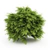 CGAxis Models Volume 19 Garden Plants - Image 34