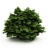 CGAxis Models Volume 19 Garden Plants - Image 35