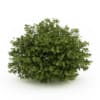 CGAxis Models Volume 19 Garden Plants - Image 36