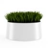CGAxis Models Volume 21 Plants II - Image 20