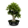 CGAxis Models Volume 21 Plants II - Image 13
