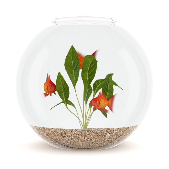 Small Spherical Aquarium