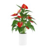CGAxis Models Volume 26 Flowers II - Image 11