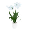 CGAxis Models Volume 26 Flowers II - Image 13