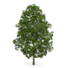 CGAxis Models Volume 28 Trees III - Image 5