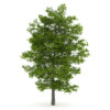CGAxis Models Volume 28 Trees III - Image 8