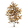 CGAxis Models Volume 28 Trees III - Image 9