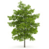 CGAxis Models Volume 28 Trees III - Image 11