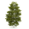 CGAxis Models Volume 28 Trees III - Image 14