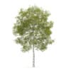 CGAxis Models Volume 28 Trees III - Image 25