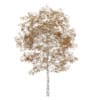 CGAxis Models Volume 28 Trees III - Image 26