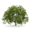 CGAxis Models Volume 28 Trees III - Image 28