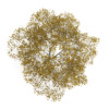 CGAxis Models Volume 28 Trees III - Image 29