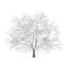 CGAxis Models Volume 28 Trees III - Image 30