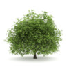 CGAxis Models Volume 28 Trees III - Image 19