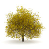 CGAxis Models Volume 28 Trees III - Image 20