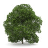 CGAxis Models Volume 28 Trees III - Image 22