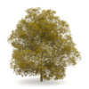 CGAxis Models Volume 28 Trees III - Image 23