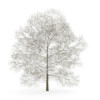 CGAxis Models Volume 28 Trees III - Image 24