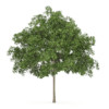 CGAxis Models Volume 34 Trees IV - Image 2