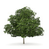 CGAxis Models Volume 34 Trees IV - Image 5