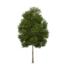 CGAxis Models Volume 34 Trees IV - Image 9