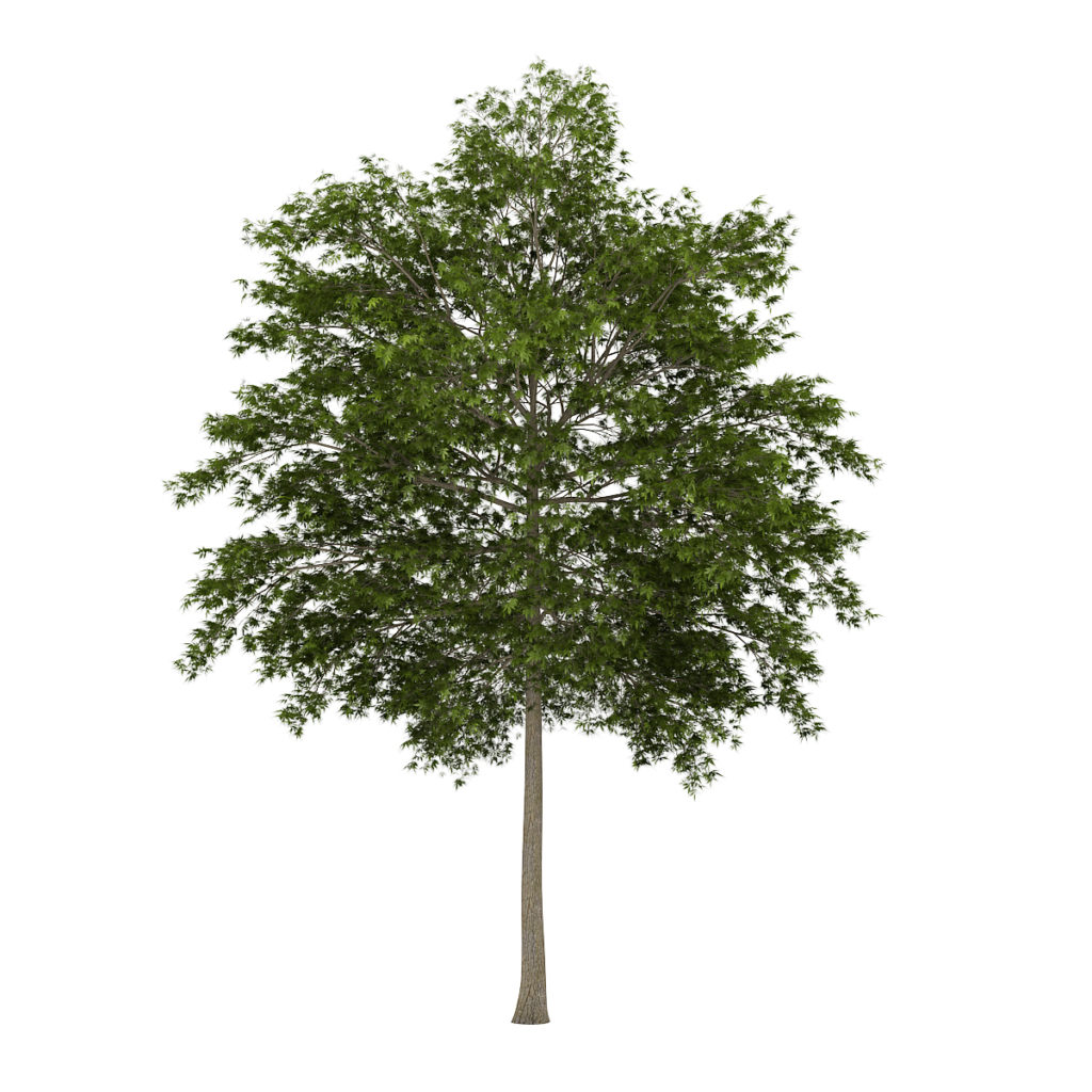 CGAxis Models Volume 34 Trees IV