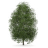 CGAxis Models Volume 34 Trees IV - Image 11