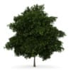 CGAxis Models Volume 34 Trees IV - Image 12