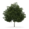 CGAxis Models Volume 34 Trees IV - Image 13