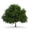 CGAxis Models Volume 34 Trees IV - Image 14