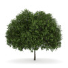 CGAxis Models Volume 34 Trees IV - Image 15