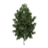 CGAxis Models Volume 34 Trees IV - Image 17