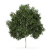 CGAxis Models Volume 34 Trees IV - Image 18