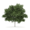 CGAxis Models Volume 34 Trees IV - Image 19